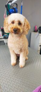 Dog, Dog grooming, Sheffield, Nether edge,Puppy, Full groom, Bath,cut & Blow dry