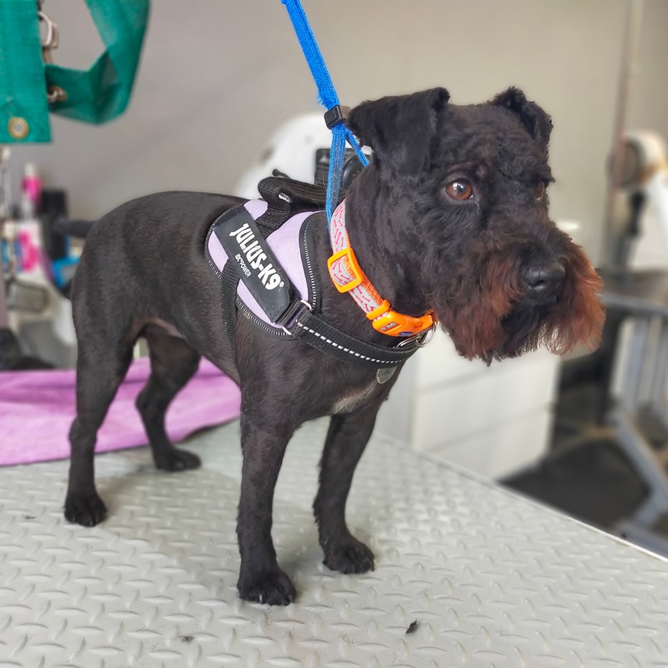 Dog, Dog grooming, Sheffield, Nether edge,Puppy, Full groom, Bath,cut & Blow dry