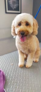 Dog, Dog grooming, Sheffield, Nether edge,Puppy, Full groom, Bath,cut & Blow dry