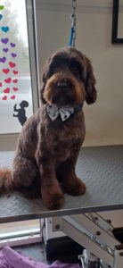 Dog, Dog grooming, Sheffield, Nether edge,Puppy, Full groom, Bath,cut & Blow dry