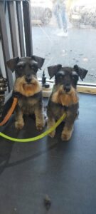 Dog, Dog grooming, Sheffield, Nether edge,Puppy, Full groom, Bath,cut & Blow dry