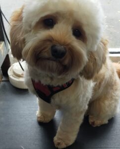 Dog, Dog grooming, Sheffield, Nether edge,Puppy, Full groom, Bath,cut & Blow dry