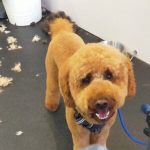 Dog, Dog grooming, Sheffield, Nether edge,Puppy, Full groom, Bath,cut & Blow dry