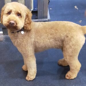 Dog, Dog grooming, Sheffield, Nether edge,Puppy, Full groom, Bath,cut & Blow dry