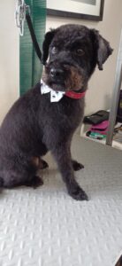 Dog, Dog grooming, Sheffield, Nether edge,Puppy, Full groom, Bath,cut & Blow dry