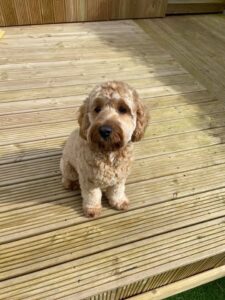 Dog, Dog grooming, Sheffield, Nether edge,Puppy, Full groom, Bath,cut & Blow dry
