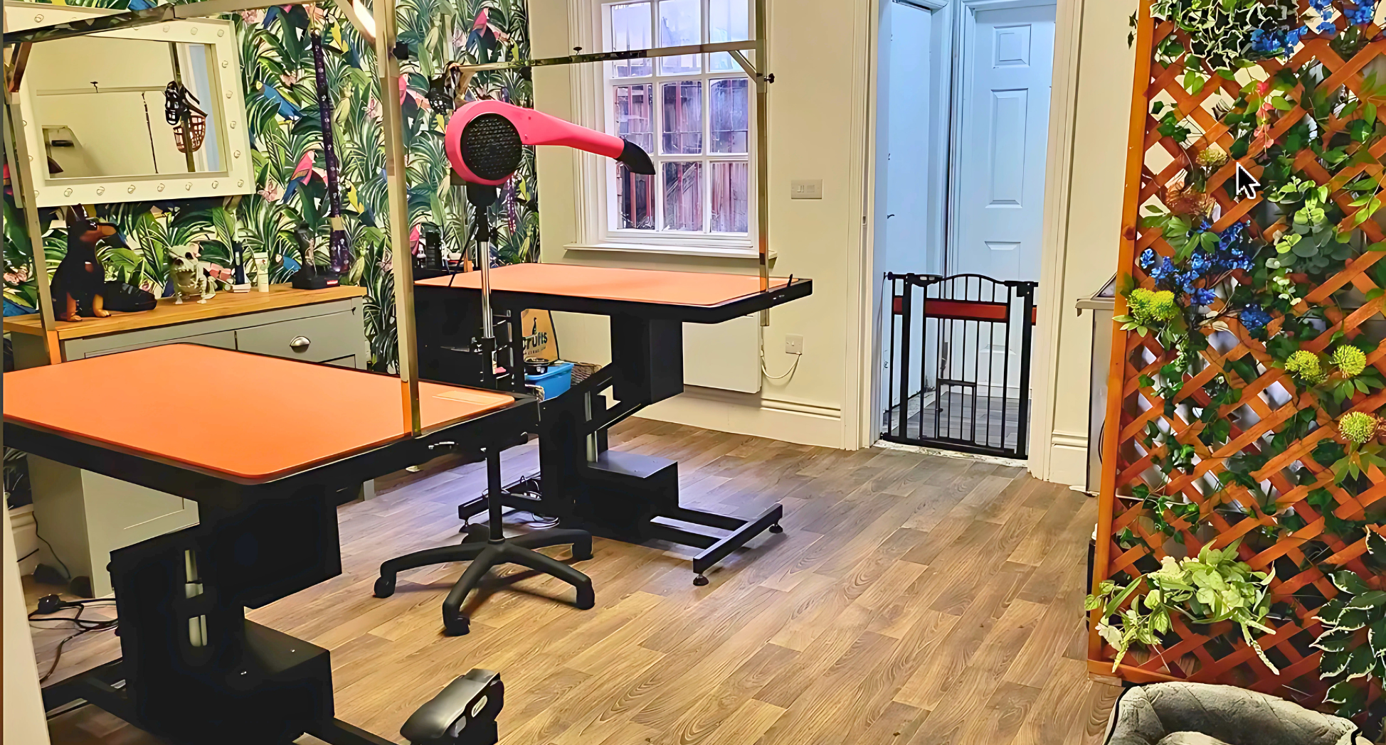 Dog, Dog grooming, Sheffield, Nether edge,Puppy, Full groom, Bath,cut & Blow dry