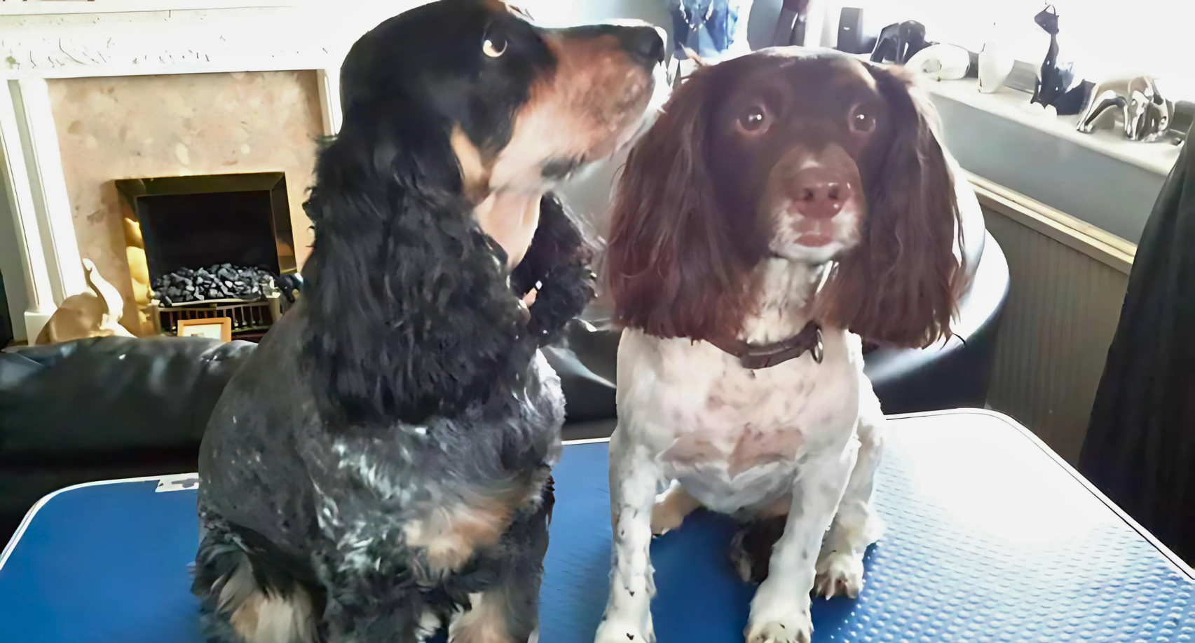 Dog, Dog grooming, Sheffield, Nether edge,Puppy, Full groom, Bath,cut & Blow dry